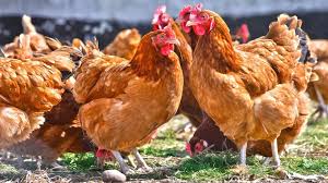 La BAD investit près de 67 milliards FCFA pour accroître la production de viande de volailles au Bénin